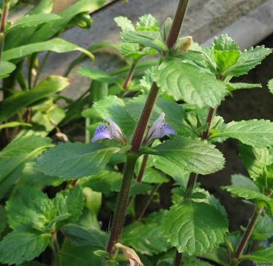 Hygrophila difformis - Water wisteria