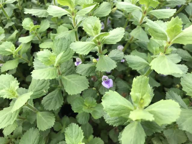Hygrophila difformis - Water wisteria