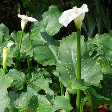 Zantedeschia aethiopica - ‘Giant White’ Giant Speckled Calla Lily