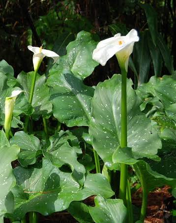 Zantedeschia aethiopica - ‘Giant White’ Giant Speckled Calla Lily