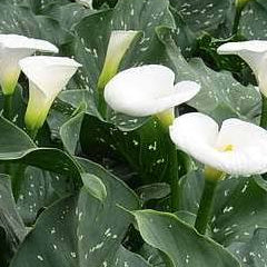 Zantedeschia aethiopica - ‘Giant White’ Giant Speckled Calla Lily