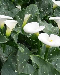Zantedeschia aethiopica - ‘Giant White’ Giant Speckled Calla Lily