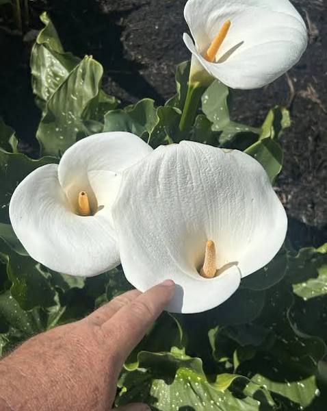 Zantedeschia aethiopica - ‘Giant White’ Giant Speckled Calla Lily