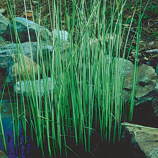 Scirpus ‘Albescens' White rush