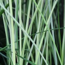 Scirpus ‘Albescens' White rush