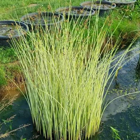 Scirpus ‘Albescens' White rush