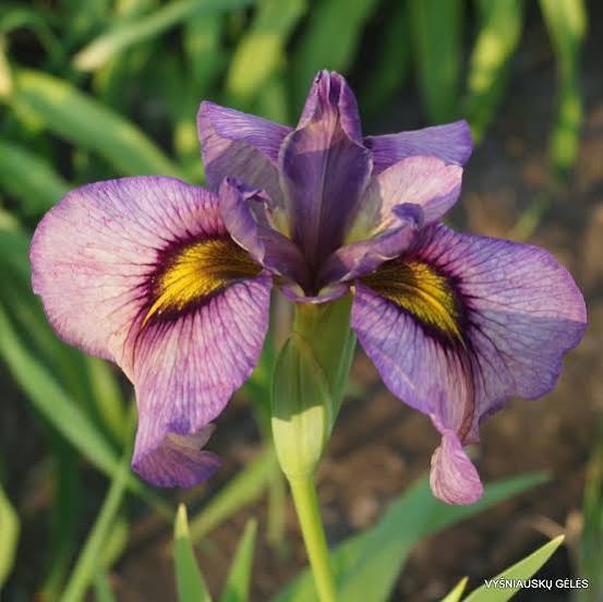 Iris pseudata - ‘Yasha’