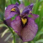 Iris pseudata - ‘Yasha’