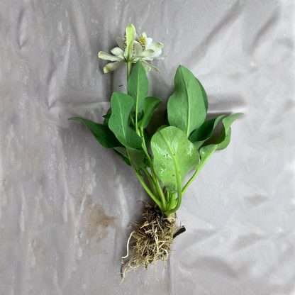 Yerba Mansa Shallow Water Plant