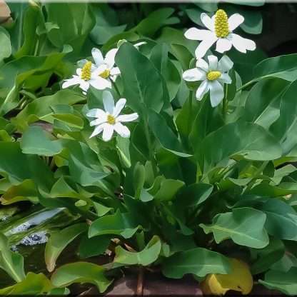 Yerba Mansa Shallow Water Plant