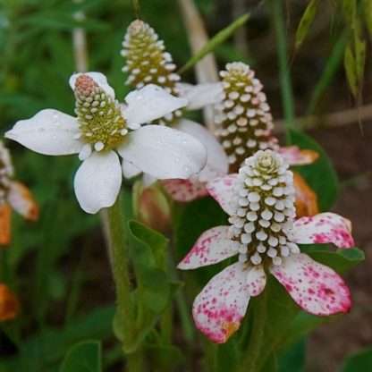 Yerba Mansa Shallow Water Plant