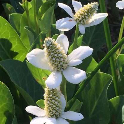 Yerba Mansa Shallow Water Plant