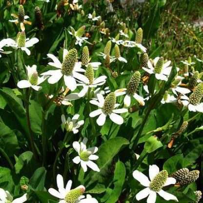 Yerba Mansa Shallow Water Plant