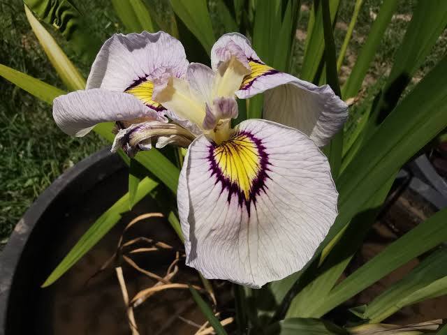 Iris pseudata - ‘Yukiyanagi'
