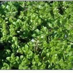 Fragrant Lemon Bacopa (Bare Root)