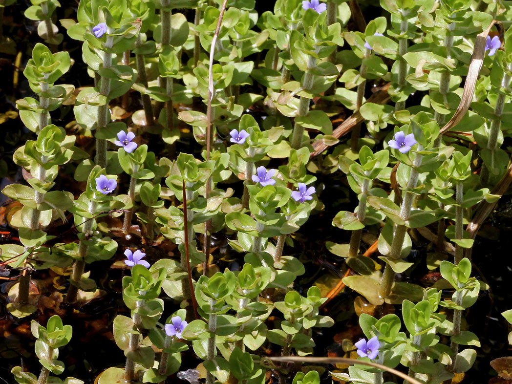 Bacopa Caroliniana - Lemon Bacopa