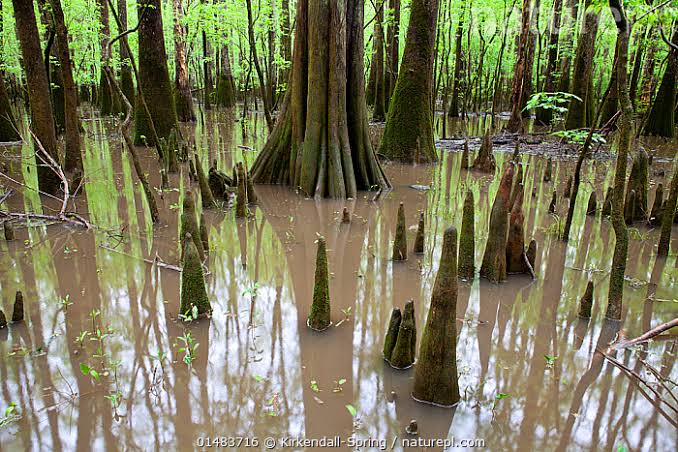 Taxodium distachium - Bald cypress