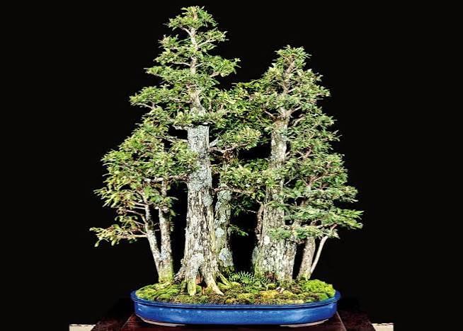 Taxodium distachium - Bald cypress