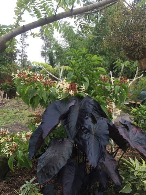 Colocasia ‘Black Coral’ Taro