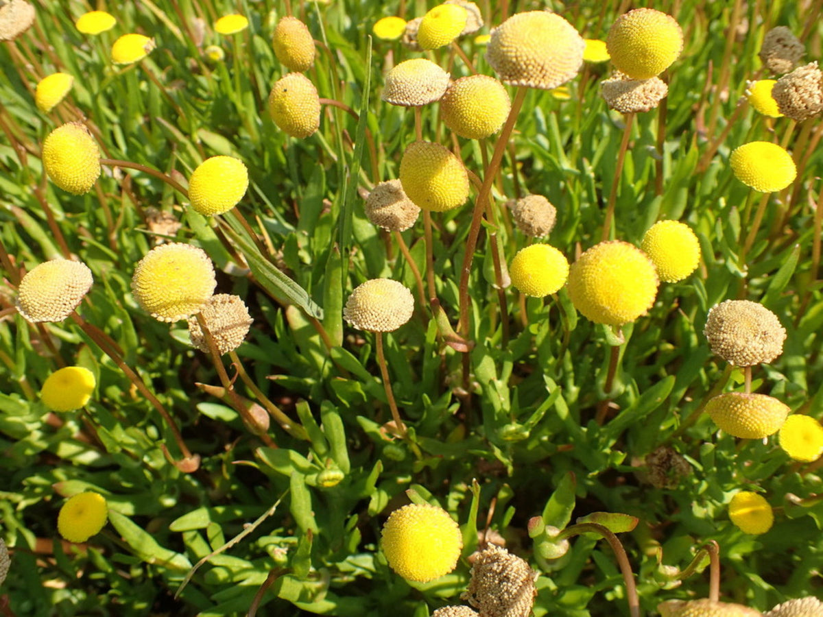 Cotula coronopifolia - Brass buttons California native
