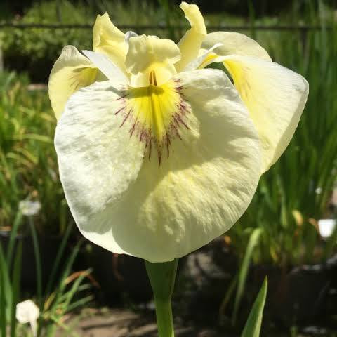 Iris pseudata - ‘French Buttercream’