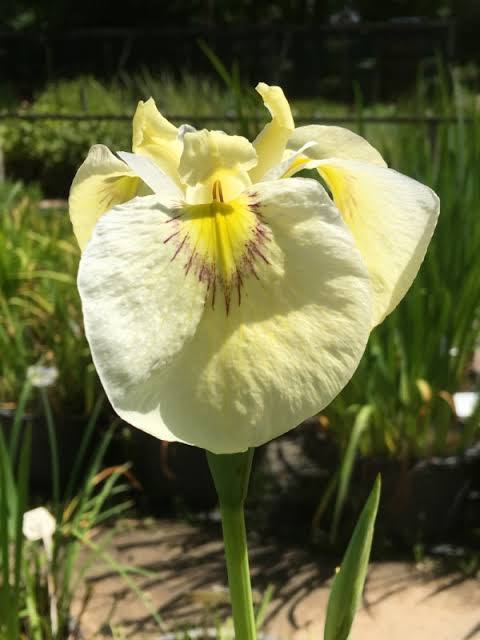 Iris pseudata - ‘French Buttercream’
