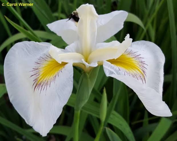 Iris pseudata - ‘French Buttercream’
