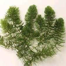 Popular Hornwort (Coontail) Oxygenating Pond Plant (Unbanded)