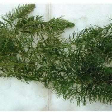 Popular Hornwort (Coontail) Oxygenating Pond Plant (Unbanded)