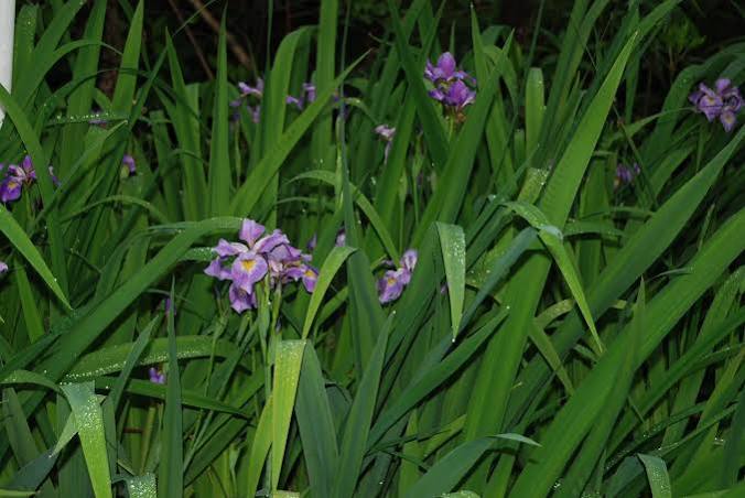 Iris virginica - 'Contraband Girl'