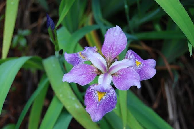 Iris virginica - 'Contraband Girl'