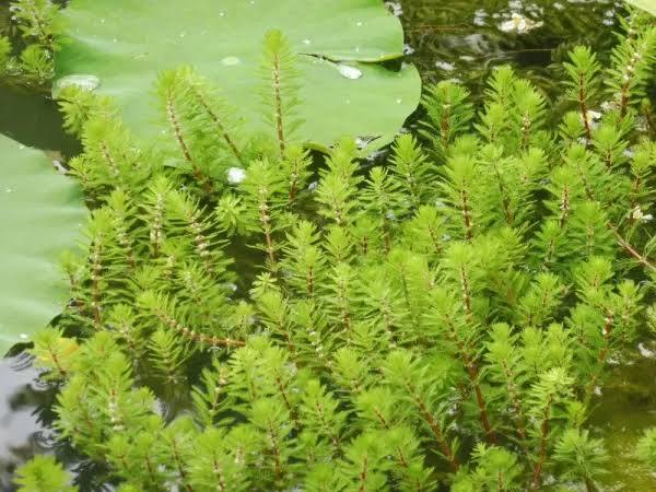 Myriophyllum species - Dwarf red stem parrot feather