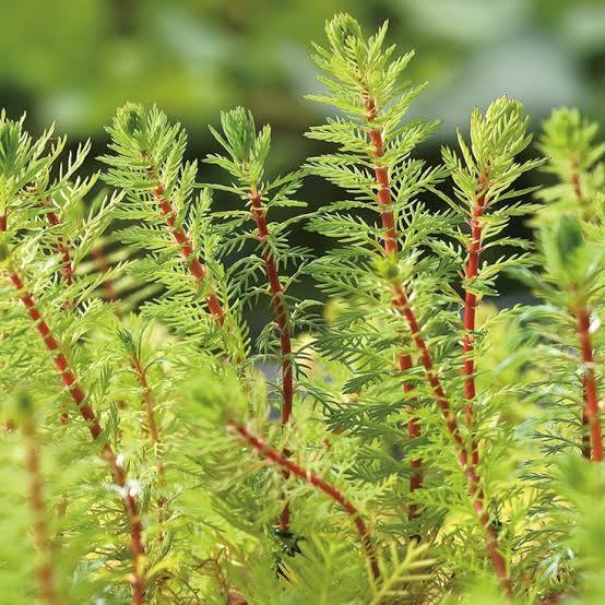 Myriophyllum species - Dwarf red stem parrot feather