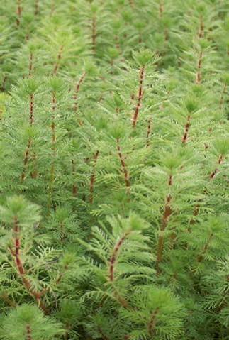 Myriophyllum species - Dwarf red stem parrot feather
