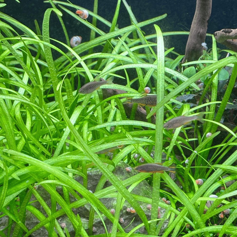 Sagittaria subulata - Dwarf sag underwater turf