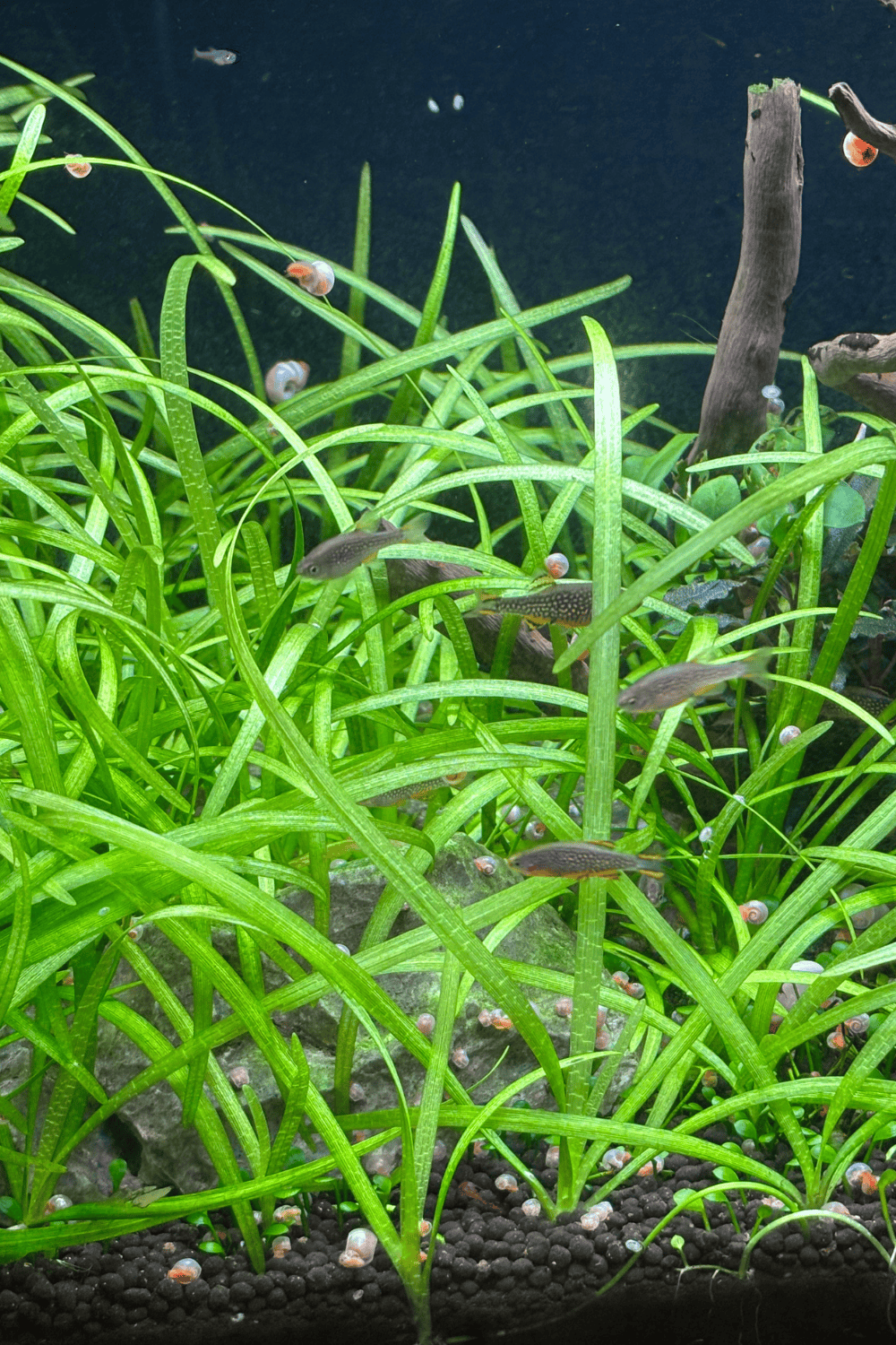 Sagittaria subulata - Dwarf sag underwater turf