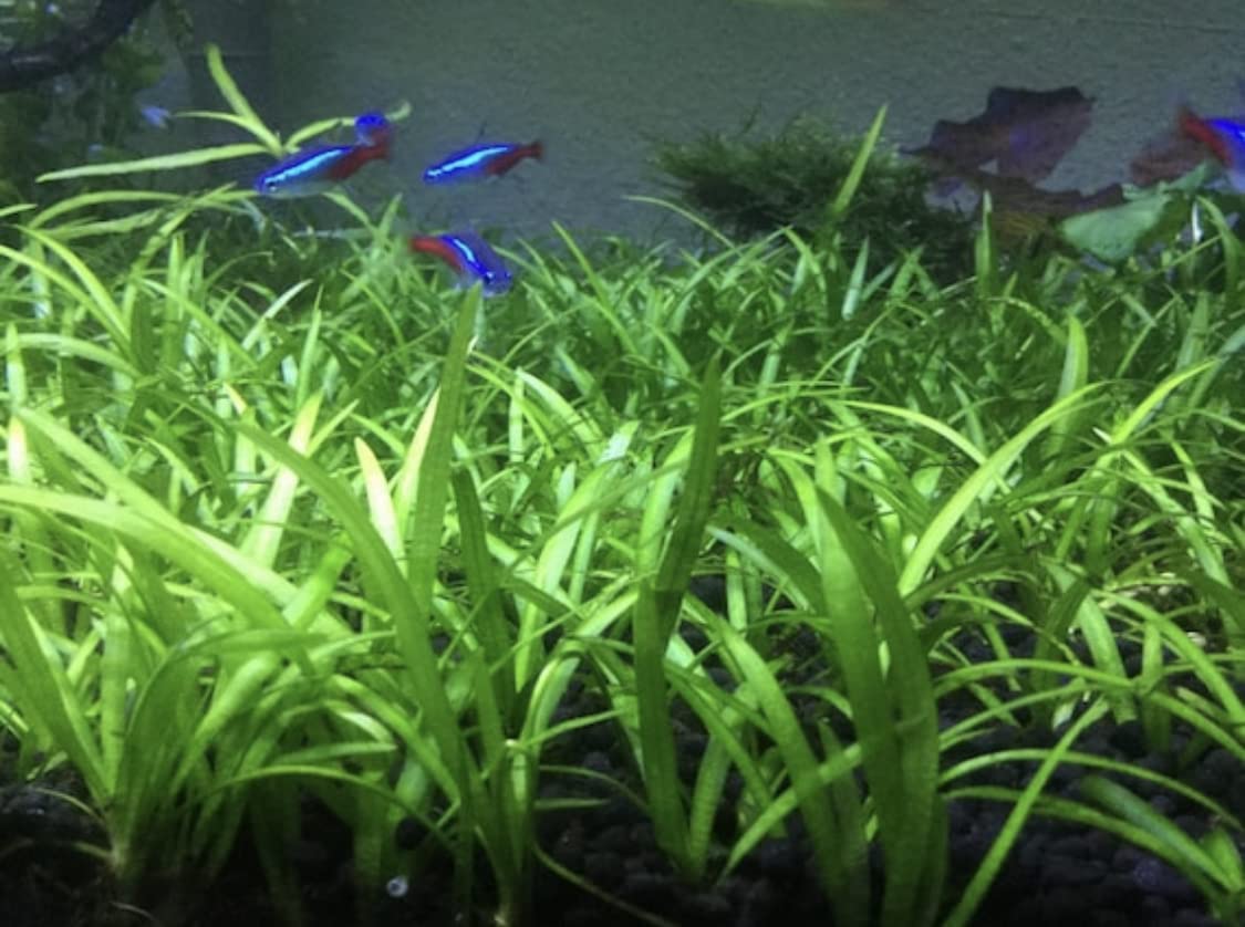 Sagittaria subulata - Dwarf sag underwater turf
