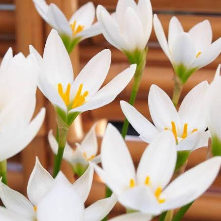 Zephyranthes candida - White fairy lily