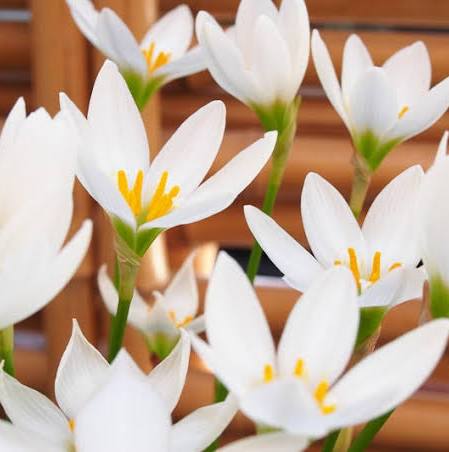 Zephyranthes candida - White fairy lily