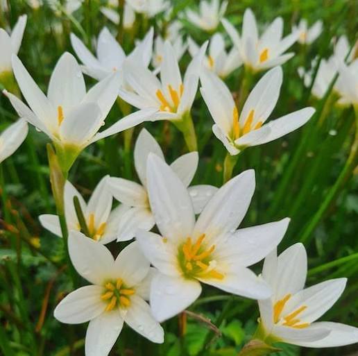 Zephyranthes candida - White fairy lily