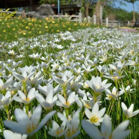 Zephyranthes candida - White fairy lily