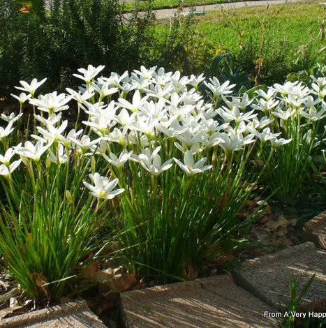 Zephyranthes candida - White fairy lily