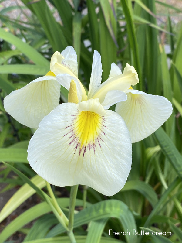 Iris pseudata - ‘French Buttercream’