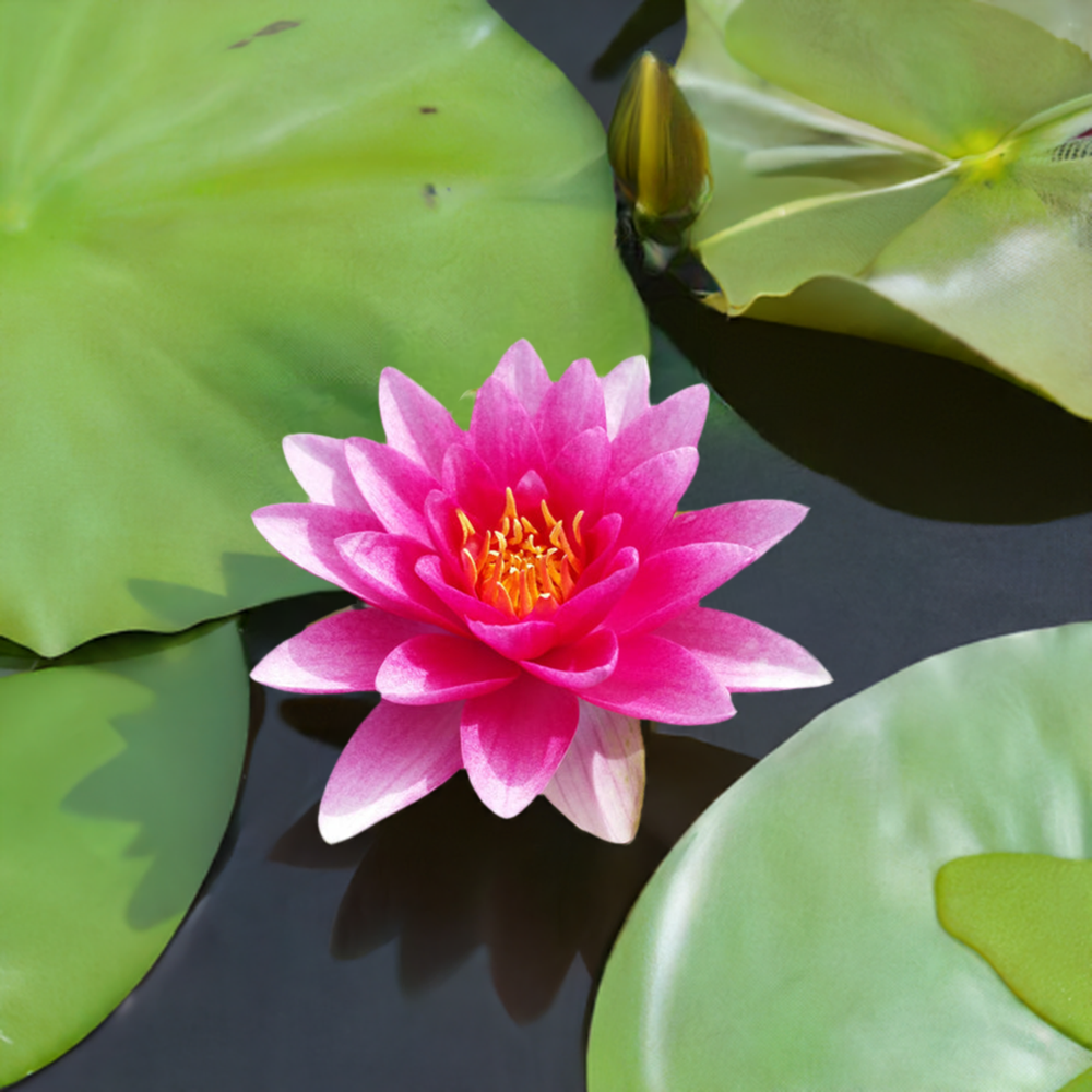 Stunning 'Attraction Red' Hardy Water Lily (Bare Root)