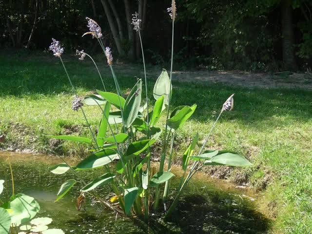 Thalia dealbata - Hardy Water Canna