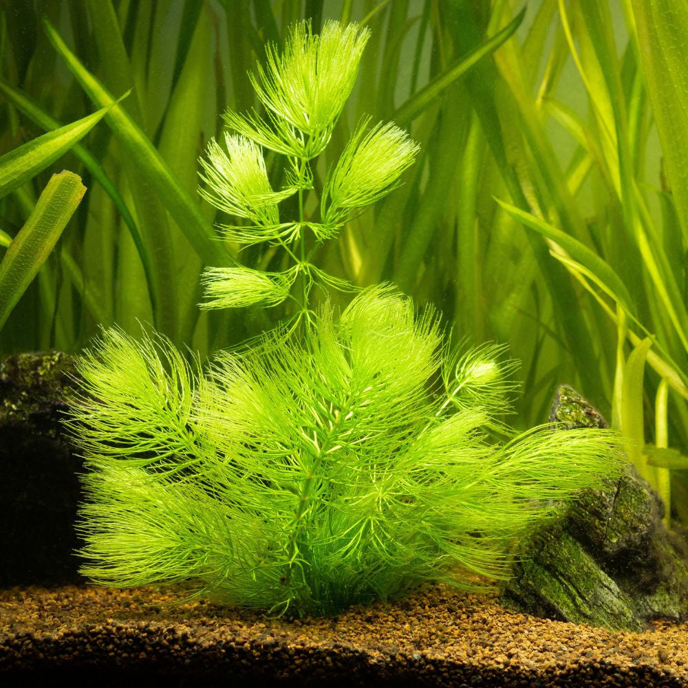 Hornwort (Bundle of 3)