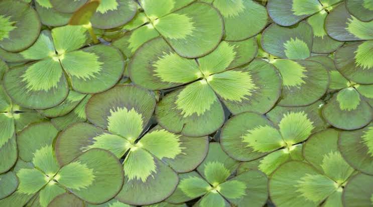 Marsilea Mutica - Variegated Water Clover