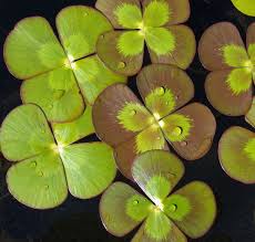 Marsilea Mutica - Variegated Water Clover
