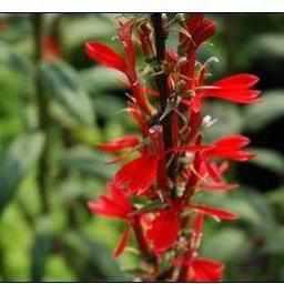 Vibrant Red Cardinal Flower (Bare Root)