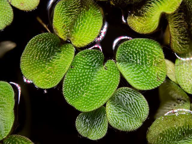 Salvinia minima - Mini water velvet